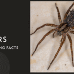10 Surprising Facts About Wolf Spiders You Didn’t Know
