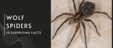 10 Surprising Facts About Wolf Spiders You Didn’t Know