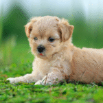 100+ Best dog names Ideas for Every Breed, Style, and Personality