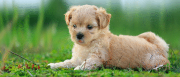 100+ Best dog names Ideas for Every Breed, Style, and Personality