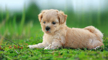 100+ Best dog names Ideas for Every Breed, Style, and Personality