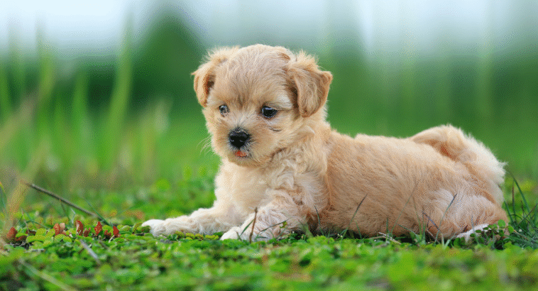 100+ Best dog names Ideas for Every Breed, Style, and Personality